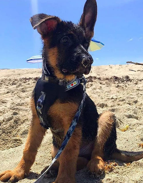 Load image into Gallery viewer, Camouflage Dog Collar Padded Dog Collar Reflective Dog Collar Puppy Collar Training Dog Collar Neoprene Collar Behavioral Dog Collar Camo Dog Collar
